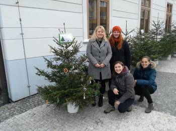 Zdobení stromečků