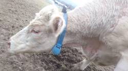 Komplexní řešení reprodukčních ukazatelů skotu