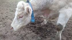 Nákup technologie pro chov skotu